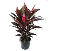 Cordyline fruticosa, lys club, rouge en pot de 19cm