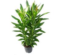Cordyline fruticosa, lys club, vert en pot de 19cm