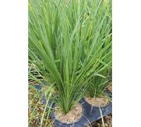 Cordyline indivisa/Conyteneur de 3 à 4 litres