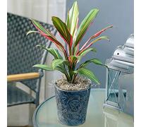 Cordyline Kiwi Au Feuillage Persistant | Épinard Hawaïen | Roseau des Indes de 30 à 40 cm en Pot