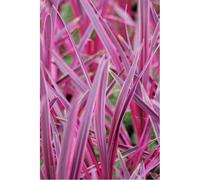 Cordyline 'paso doble' taille du pot - en pot de 5 litres