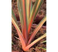 Cordyline 'red heart' taille du pot - en pot de 5 litres