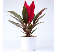 Cordyline Tango de 30 à 40 cm pot inclus | Vente Plante d’Intérieur Panachée Cadeau