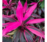 Cordyline Tango | Faux Palmier au Feuillage Persistant pour la Maison ou le Bureau (de 30 à 40 cm pot inclus)