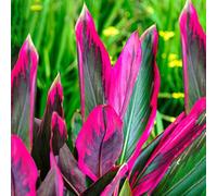 Cordyline Tango - Faux Palmier Épinard Hawaïen | Plante d’Intérieur de 30 à 40 cm pot inclus)