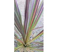 Cordyline x banksii ELECTRIC FLASH® 'Sprilecflash' / Conteneur de 2 à 2.9 litres