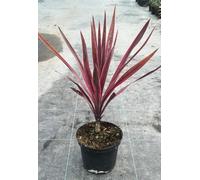 Cordyline x banksii 'Paso Doble'® / Conteneur de 2 à 2.9 litres