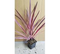 Cordyline x banksii 'Paso Doble'® / Godet