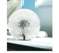 COREFLEX Presse-Papier en Forme de Pissenlit véritable dans Une Boule en résine dans Une boîte Cadeau, 70 mm, décoration de Bureau, Anniversaire, Cadeau de Mariage et Saint-Valentin