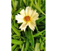 Coreopsis 'cream' taille du pot - en pot de 3 litres