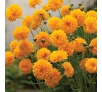 Coreopsis grandiflora 'Golden Globe' Coréope - Oeil de Jeune Fille, vivace