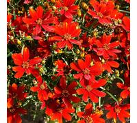Coreopsis Ladybird - Fleur de jardin rouge, rustique et estivale