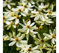 Coréopsis Moonbeam - Une plante de bordure pour jardin extérieur