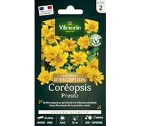 Coréopsis Presto - Graines d'Exception