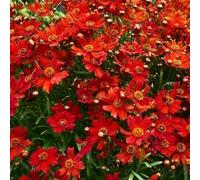 Coreopsis tinctoria 'Amulet' Rouge, Corépode - Œil de jeune fille - vivace