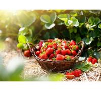 CORFOTO 2.1x1.5m Toile de Fond pour Champ de Fraises,Plantes fruitières,Ferme,Photographie,Fraises fraîches et mûres,Bio dans Un Panier,Toile de Fond pour Photo,cueillette de Fraises,Studio Photo