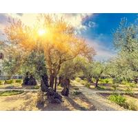 CORFOTO 2.5x1.8m Oliveraie Toile de Fond Jérusalem Mont des Oliviers Vieux Arbres Photographie Fond Rural Paysage Naturel Arrière-Plans Murale Photo Studio Accessoires