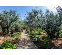 CORFOTO 2.5x1.8m Toile de Fond « Chemin d'oliviers de Gethsémani », Motif d'oliviers Anciens et de Fleurs épanouies, Chemin de Gravier, thème Terre Sainte, pour photomatons