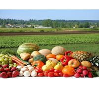 CORFOTO 4.5x3m Toile de Fond en Tissu représentant des Fruits et légumes Frais de la Ferme, des récoltes, Un Champ Rural, Un thème Bio, Accessoire photomaton