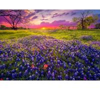 CORFOTO 4.6x2.5m Tissu Champ de lupins du Texas Coucher de Soleil Prairie de Fleurs Sauvages décor Nature printanière arrière-Plan Photographique pour Portrait extérieur Photo Booth
