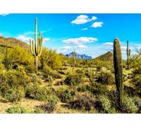 CORFOTO 6x3m Toile de Fond désertique Cactus géant Photographie Arrière-Plan Désert Toiles de Fond Ciel Bleu Nuage Vue Arbuste clairsemé Cactus Paysage Naturel Photographie Bannière
