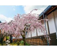 CORFOTO Tissu 1.5x1.2m Fond Cerisier du Japon Sakura Pleureur Maison Traditionnelle Arrière-Plan Photographique pour Fête Mariage Printemps Voyage Accessoires Photo