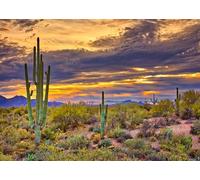 CORFOTO Tissu 5.2x3m Désert Saguaro Arizona Fond Cactus Géants dans Le Désert de Sonora au Coucher du Soleil Arrière-Plan Photographique pour Fête à Thème Voyage Sud-Ouest USA Accessoires