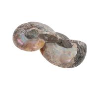 CORHAD 2 pièces Ammonite Fossile Naturelle Tranche Ornement Feng Shui avec Motifs Ammolite Uniques Spécimen Scientifique pour Collection et Éducation