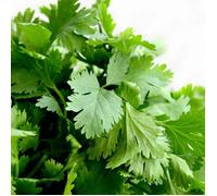 Coriandre - Prêt à consommer