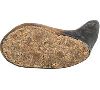 Corne de buffle remplie de dent et de tendon de buffle 10-14 cm