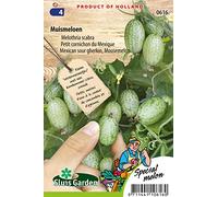 Cornichon petit du Mexique, Melothria scabra - Légumes ou plantes à fruit