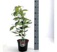 Cornouiller américain Cornus florida 60-80 cm Plante pour haie - arbuste à fleurs pour jardin & comme solitaire, facile à entretenir