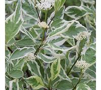 Cornouiller blanc 'Elegantissima' - Cornus alba 'Elegantissima' 60-80 cm pot | Arbuste décoratif, feuillage vert panaché crème, idéal haie fleurie