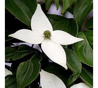 Cornouiller du Japon - Cornus kousa 50-60 cm pot | Arbuste ornemental, fleurs blanches en été, idéal haie & jardin asiatique