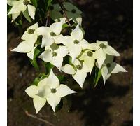 Cornouiller du japon - cornus kousa 'milky way' - 50-60 cm pot