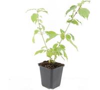 Cornouiller rouge - Cornus sanguinea 'Anny's Winter Orange' - Plante pour haie - pot de 9cm - set de 6 plantes