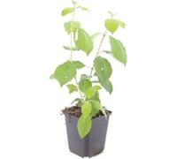 Cornouiller rouge - Cornus sanguinea 'Midwinter Fire' - Plante pour haie - pot de 9cm - Set de 60 plantes