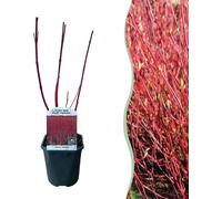 Cornouiller sanguin - Cornus alba 'Sibirica' - Ø17cm - ca. 45cm haut - Arbuste d'ornement avec branches rouges - Résistant au froid & facile d'entretien - Pour haies & isolé - Aime les abeilles