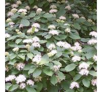 Cornouiller sanguin - Cornus sanguinea 40-60 cm pot | Arbuste indigène, bois rouge décoratif en hiver, idéal haie champêtre