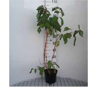 Cornus alba 'Baton Rouge'® - Cornouiller 40- 60 cm en conteneur