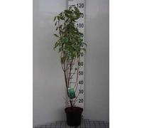 Cornus alba 'Elegantissima' - Cornouiller Argenté, Cornouiller Panaché 60-80 cm en pot