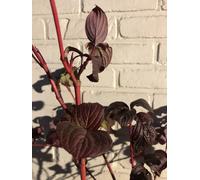 Cornus Alba 'Sibirica' - Cornouiller femelle 60-80 cm Conteneur FELRODE TAKES en hiver !