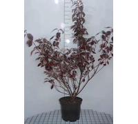 Cornus alba 'Sibirica Variegata' - Cornouiller De Sibérie, Cornouiller Blanc Panaché 60-80 cm en pot