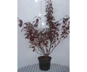 Cornus alba 'Sibirica Variegata' - Cornouiller De Sibérie, Cornouiller Blanc Panaché 60-80 cm en pot