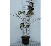 Cornus kousa 'China Girl' - Cornouiller chinois 50- 60 cm en conteneur