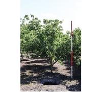 Cornus kousa 'Chinensis' - Cornouiller De Chine 50- 60 cm en pot