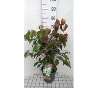 Cornus kousa 'Chinensis' - Cornouiller De Chine 50-60 cm en pot