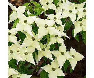 Cornus Kousa Chinensis- Cornouiller du Japon 'Chinensis' 50-60 cm en conteneur