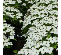 Cornus kousa var. chinensis
