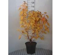 Cornus sang. 'Magic Flame' - Cornouiller 60- 80 cm conteneur